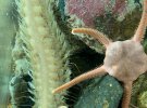 Исследователи сами сконструировали сетку, с помощью которой обнаружили редкие виды на глубине
