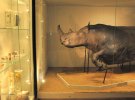 Выставки "Ледниковая эпоха: Возвращение мамонта во Львов" и "Симфония жизни" можно посмотреть в виртуальном туре музеем