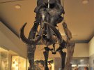 Выставки "Ледниковая эпоха: Возвращение мамонта во Львов" и "Симфония жизни" можно посмотреть в виртуальном туре музеем