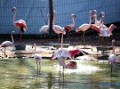 Обитателей зоопарка удивляет отсутствие посетителей из-за карантина