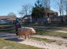 Жителька села Левковичі Світлана жене додому свою свиню Машку. Водила її до кнура. Потомство та приведе за чотири місяці