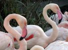 Розовые фламинго в Украине: невероятные птицы осели в лиманах Одесской и Николаевской областях