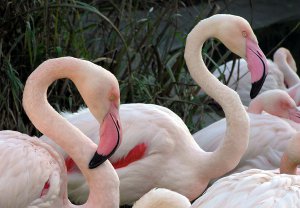 Розовые фламинго в Украине: невероятные птицы осели в лиманах Одесской и Николаевской областях