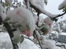 В Карпатах сьогодні сніг та хуртовини