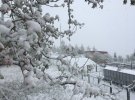 В Карпатах сегодня снег и метели