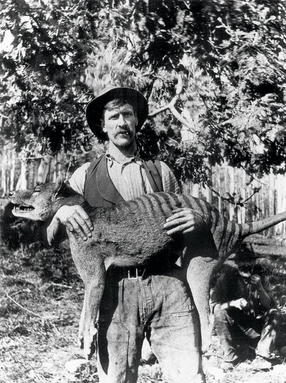Чоловік тримає убитого самця тасманійського вовка 1925-го. На той час у світі жили кілька десятків цих тварин. Через п’ять років зник останній представник цього виду
