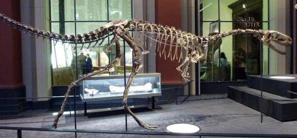 Елафрозавр жил 100 млн лет назад