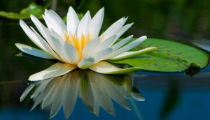 Квітка лілії формується під водою і випливає на поверхню. У діаметрі може сягати   30 сантиметрів. Цвіте з червня до листопада