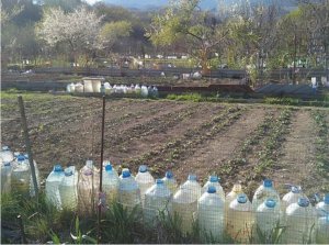 Жителі селища Партеніт Алуштинської міської ради Криму заготовляють воду для поливу городини в пластикових бутлях