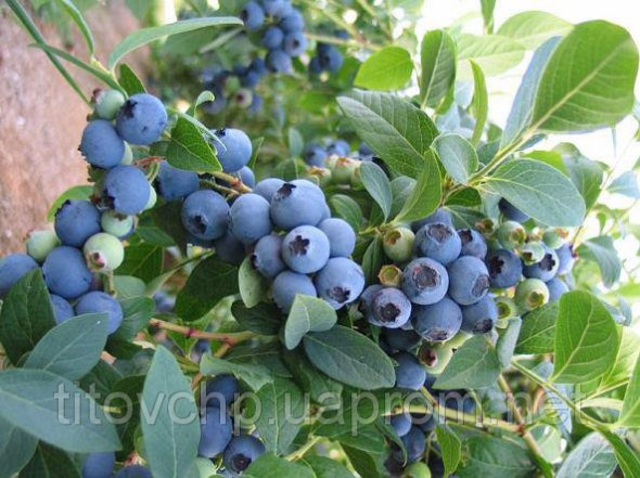 Сорта голубики и различных других видов ягод от Андрея Титова гарантируют хороший урожай