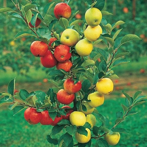 Уникальное дерево-сад от Андрея Титова дает возможность собрать различные плоды одновременно