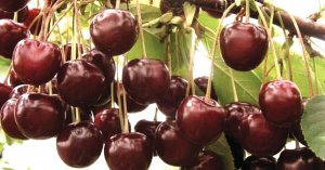 Сорт Шоколадниця вивели схрещуванням вишень Любська та Ширпотреб чорна. Дерево потребує рясного поливу та підживлення. Дає м’ясисті, солодкі, темно-бордові плоди