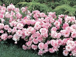 Поліантові неколючі троянди ростуть пишними кущами. На кетязі буває до 50 бутонів. Цвітуть усе літо