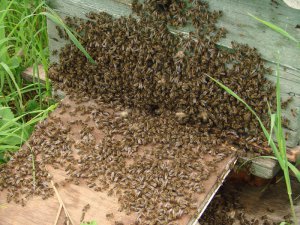 Роїння бджіл починається у червні. Комахи вилітають із вулика й утворюють нову колонію. За кілька днів мають знайти житло для матки. Якщо пасічник не встереже рій, той може не повернутися