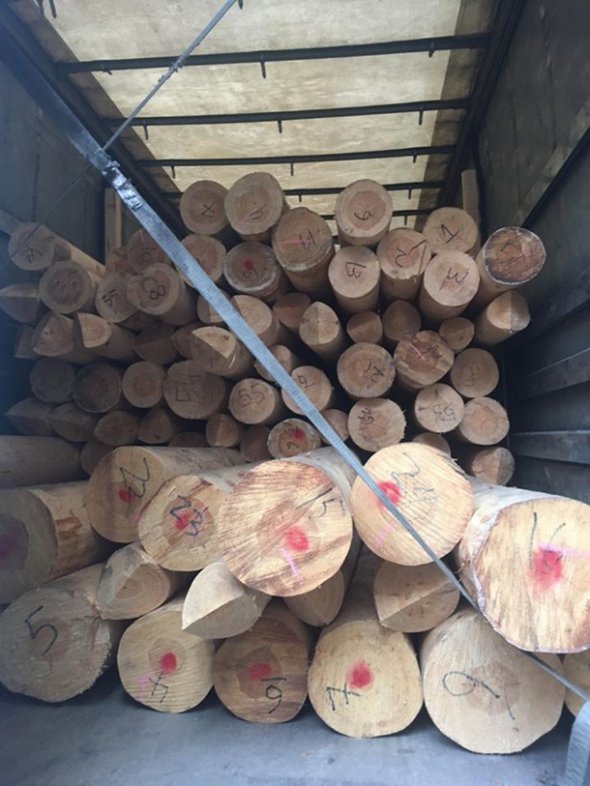 Пограничники разоблачили организатора незаконного вывоза за границу древесины. Фото: ГНСУ