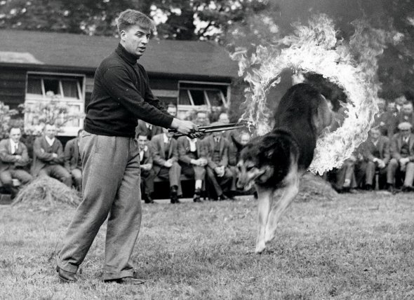 Вівчарка Брюс стрибає через вогняне коло, яке тримає господар, 18 червня 1936 року. Беруть участь у найбільшій у світі виставці собак Cruft’s Greatest Dog Show біля Лондона. Форум започаткували 1891‑го. Брали участь собаки понад 80 порід, змагалися на спритність, чистоту породи та дресуру. Після того року змагань не проводили через загострення ситуації в Європі, а потім – Другу світову війну. Більшість вівчарок і сенбернарів відібрали до ­військово-повітряних сил Великої Британії як собак-рятувальників