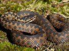 Гадюка звичайна - найрозповсюдженіша змія України