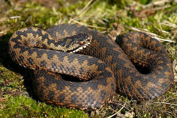 Гадюка звичайна - найрозповсюдженіша змія України