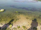 В Хаджибейському лимані поблизу Одеси стався масовий мор креветки