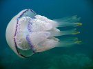 Бердянськ пляжніків атакують медузи. Фото: pro.berdiansk.biz
