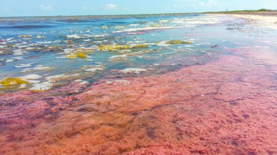 Из-за брожения водорослей воды Тузловских лиманов стали розовыми