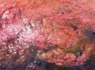 Из-за брожения водорослей воды Тузловских лиманов стали розовыми