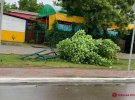 В Одессе ненастье свалило 63 дерева