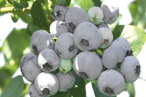Ягоди лохини виростають до 1,2 сантиметра у діаметрі. Плоди соковиті, із синім нальотом