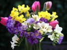 Уход за фрезией: показала впечатляющие виды популярного цветка