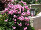 Дизайн саду: троянду флорибунда захоче мати кожен
