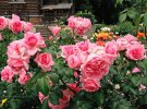 Дизайн сада: розу флорибунду хочет иметь каждый