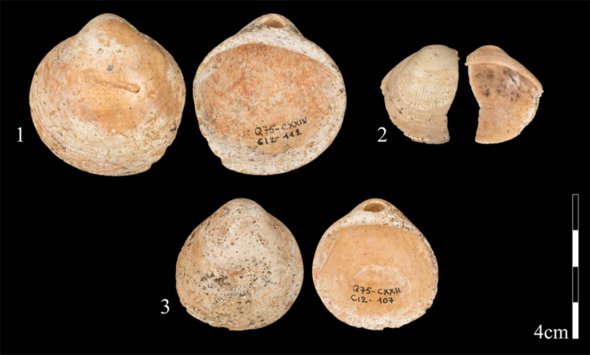 Доисторические люди изготавливали бусы 120 тыс. лет назад