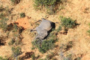 Мертвий слон лежить у долині річки Окаванга в Африці. Там живуть понад 15 тисяч тварин. Це 10 відсотків усіх слонів Ботсвани