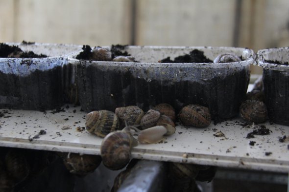 Шлюбні ігри равликів в репродукційному цеху. Фото:Христина Буцко.