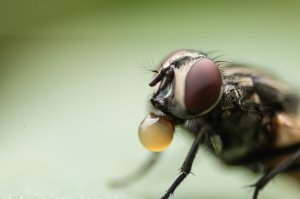 Соки, которые извергает муха, содержат много вредных микроорганизмов.