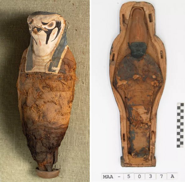 В маленьких саркофагах нашли мумию сокола и "кукурузную" мумию, посвященную Осирису