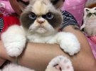 Сердита кішка   Мяу-Мяу  з Тайваню стала зіркою інтернету