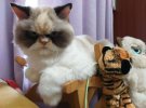 Сердита кішка   Мяу-Мяу  з Тайваню стала зіркою інтернету