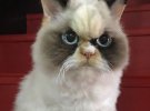 Сердитая кошка Мяу-Мяу из Тайваня стала звездой интернета