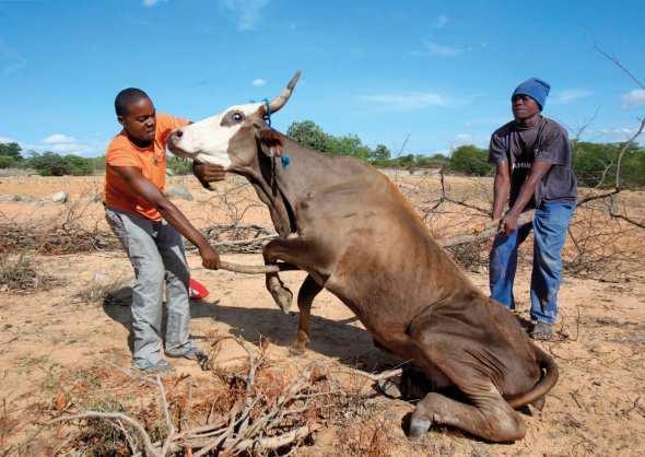 Зімбабвійці намагаються підняти виснажену корову в Масвінго у січні 2016-го. Худоба голодувала через сильну посуху. Щороку регіон потерпає від кліматичного феномена Ель-Ніньйо, який спричиняє аномальне потепління