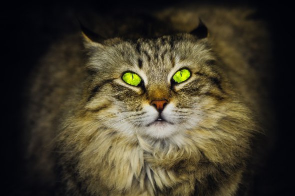 "Відбиток носа" в кожної кішки настільки ж унікальний, як відбитки пальців у людини