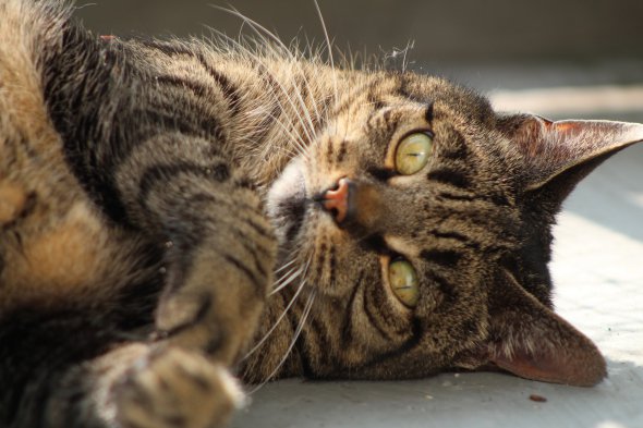 "Відбиток носа" в кожної кішки настільки ж унікальний, як відбитки пальців у людини