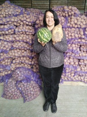 Виконавчий директор Української асоціації виробників картоплі Оксана Руженкова: ”Прогнозують непоганий урожай картоплі у промислових господарствах”
