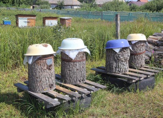 Бортники содержат пчел в специально изготовленных колодных ульях