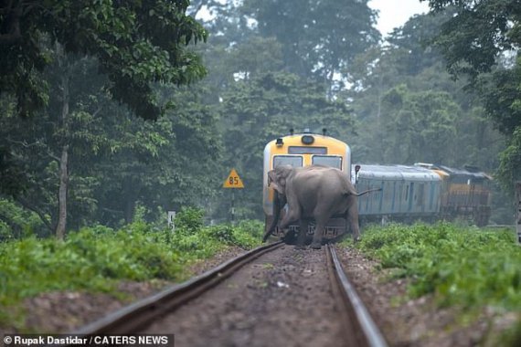 Фотограф Рупак Дастидар снимает, какую опасность представляет железная дорога для животных