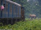 Фотограф Рупак Дастидар снимает, какую опасность представляет железная дорога для животных