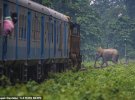 Фотограф Рупак Дастідар знімає, яку небезпеку становить залізниця для тварин