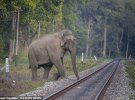 Фотограф Рупак Дастидар снимает, какую опасность представляет железная дорога для животных