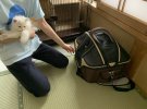 Кота орендують на ніч в японському готелі
