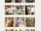 У японському готелі "My Cat Yugawara" пропонують орендувати кота